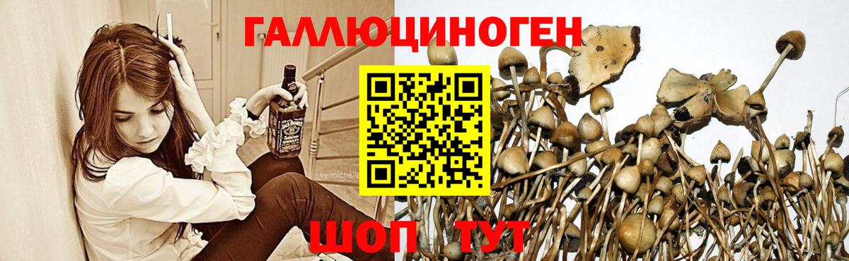 Галлюциногенные грибы Cubensis Курган